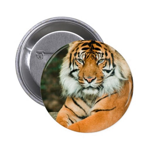 Orange Tiger Button | Zazzle
