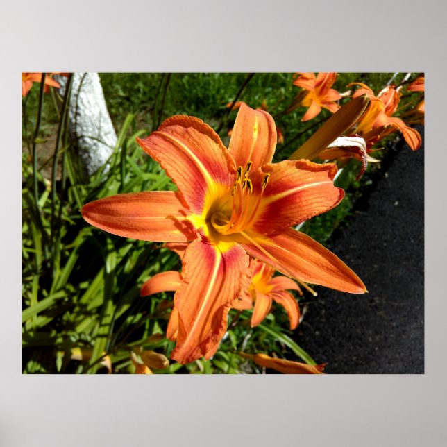 Orange Tiger Lilies Poster (Front)