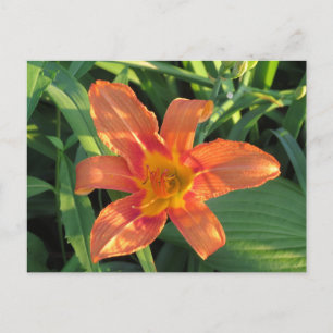 Orange Tiger Lily Flower Postcard