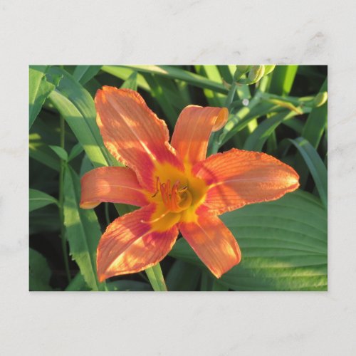 Orange Tiger Lily Flower Postcard