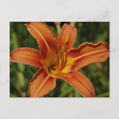 Orange Tiger  Lily Flower Postcard