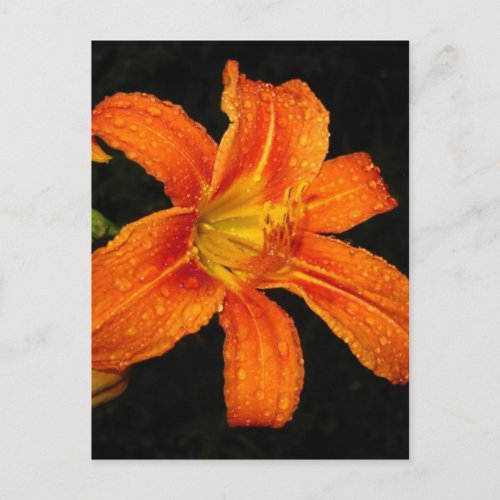 Orange Tiger Lily Flowers Postcard