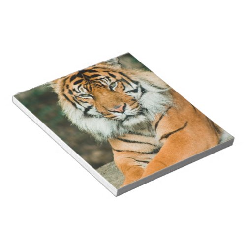 Orange Tiger Notepad