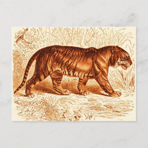 Orange Tiger Postcard