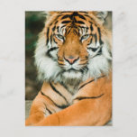 Orange Tiger Postcard