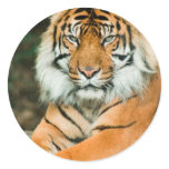 Orange Tiger Stickers