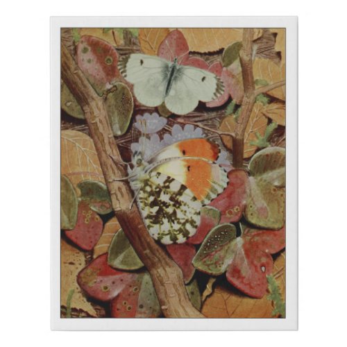 Orange Tip Butterfly Faux Canvas Print