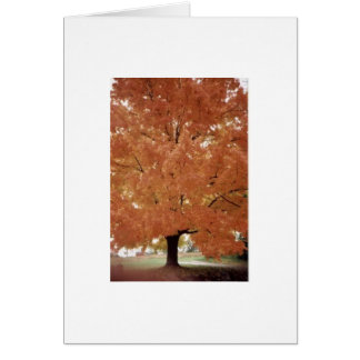 Orange tree cards