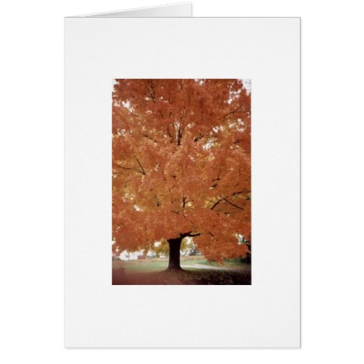 Orange tree cards (Front)