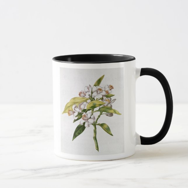 Orange tree flower, from 'La Guirlande de Julie' Mug (Right)