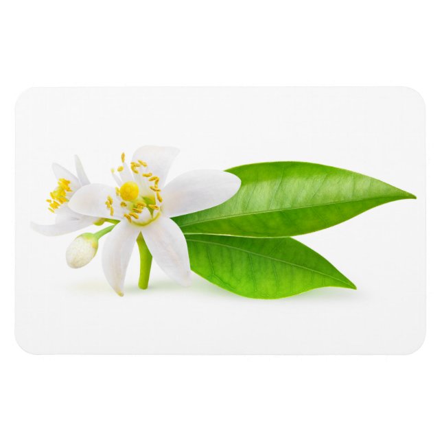 Orange tree flowers magnet (Horizontal)