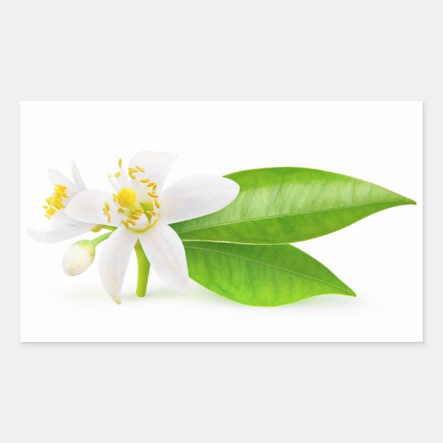 Orange tree flowers rectangular sticker (Front)