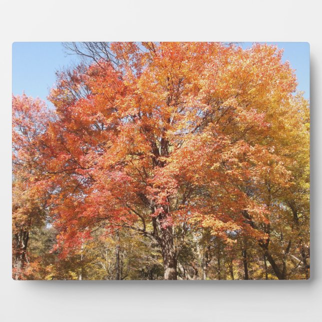 Orange Trees Plaque (Front)