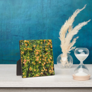 Orange Trumpet Flowers On A Wall, Plaque