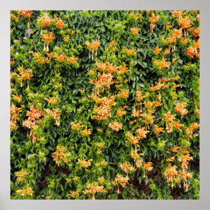 Orange Trumpet Flowers On A Wall, Poster