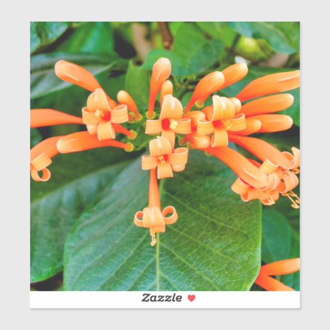Orange Trumpet Vine Sticker (Sheet)