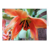 Orange Tulip (Front Horizontal)