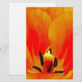 Orange Tulip (Front/Back)