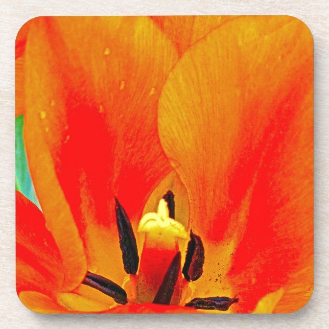 Orange Tulip Beverage Coaster (Front)