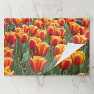 Orange Tulip Blooms Floral Paper Placemats