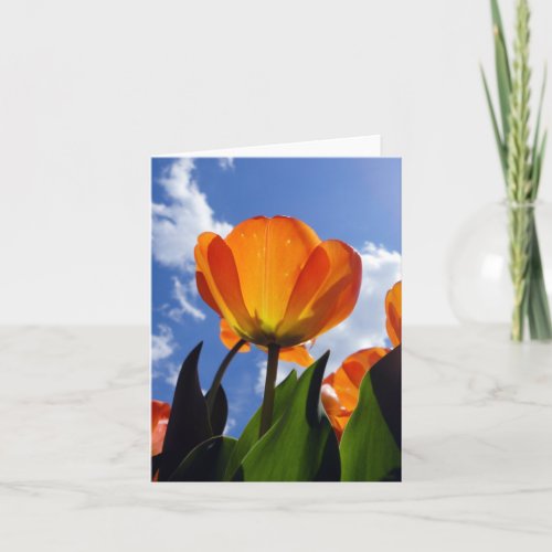 Orange Tulip Blue Sky Note Card