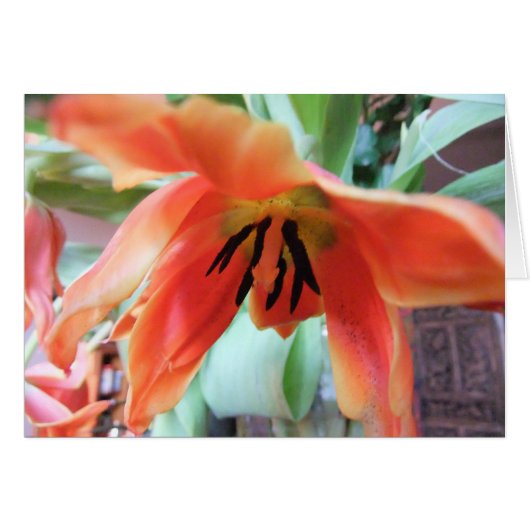 Orange Tulip Cards (Front Horizontal)