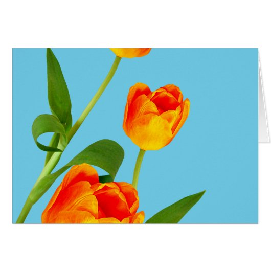 Orange Tulip Cards (Front Horizontal)