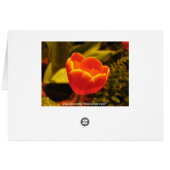 Orange Tulip Cards (Back Horizontal)