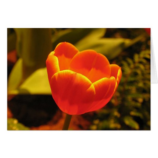 Orange Tulip Cards (Front Horizontal)