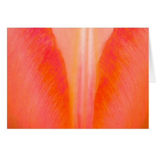 Orange Tulip Cards (Front Horizontal)