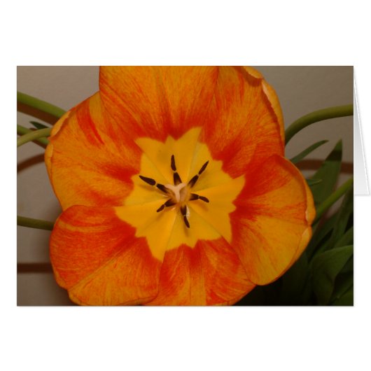 orange tulip cards (Front Horizontal)