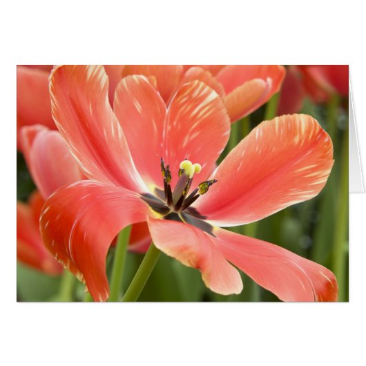 Orange Tulip Closeup Cards (Front Horizontal)