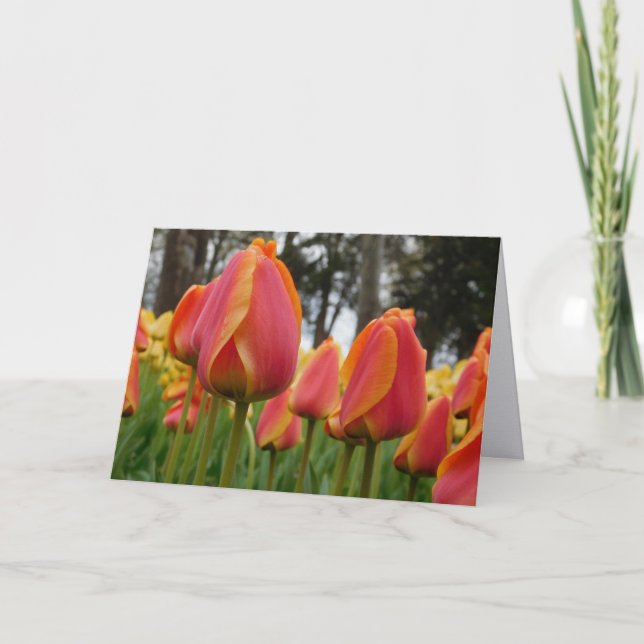 Orange Tulip Fine Art Photography Folded Note Card (Front)