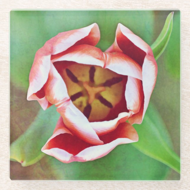 Orange Tulip Flower Art Coaster (Front)
