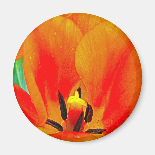 Orange Tulip Magnet (Front)