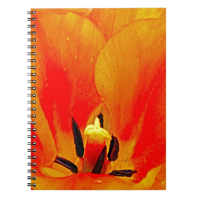 Orange Tulip Notebook (Front)