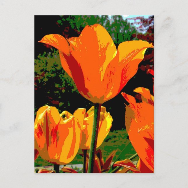 Orange tulip postcard (Front)