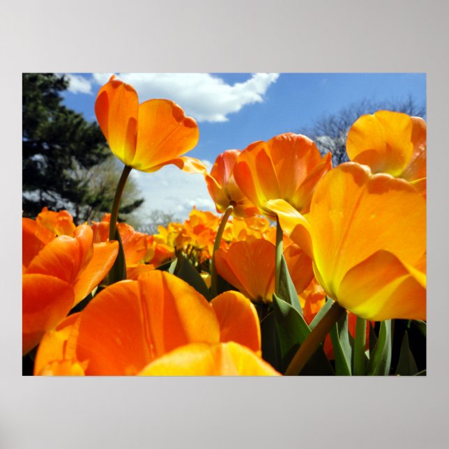 Orange Tulip Reaching for the Sky Poster (Front)