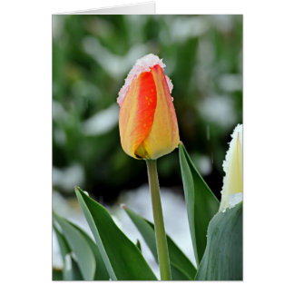 Orange Tulip with Snow Cards