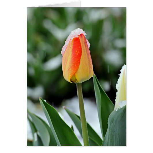 Orange Tulip with Snow Cards (Front)