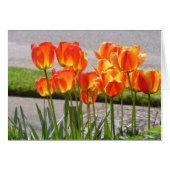 Orange Tulips (Front Horizontal)