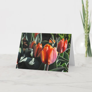 Orange Tulips 1 Card
