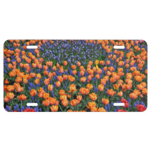 Orange tulips and muscari flowers license plate