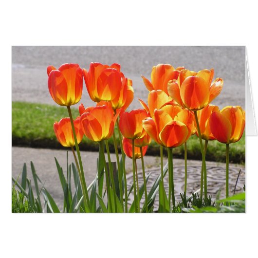 Orange Tulips Cards (Front Horizontal)