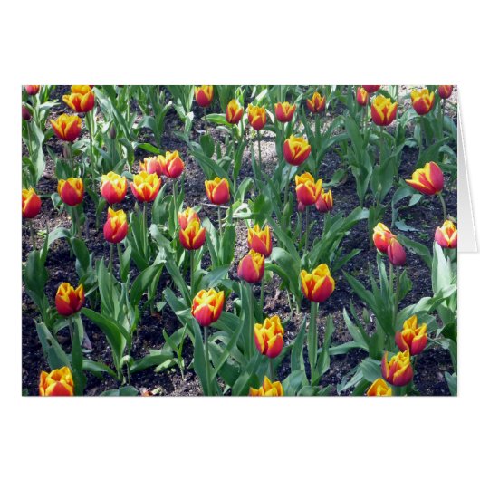 orange tulips cards (Front Horizontal)