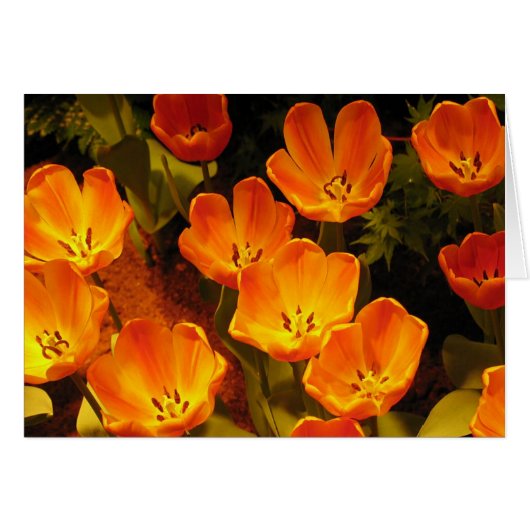 Orange Tulips Cards (Front Horizontal)