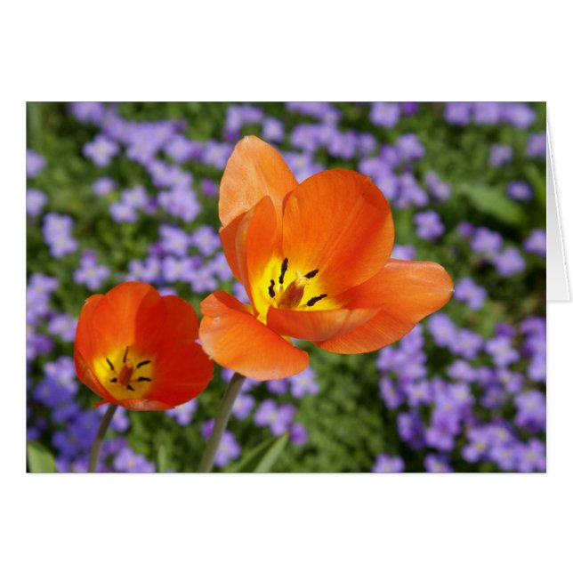 Orange Tulips Cards (Front Horizontal)