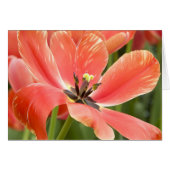 Orange Tulips Closeup (Front Horizontal)