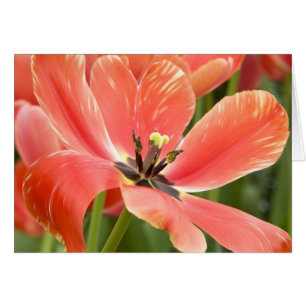 Orange Tulips Closeup Cards