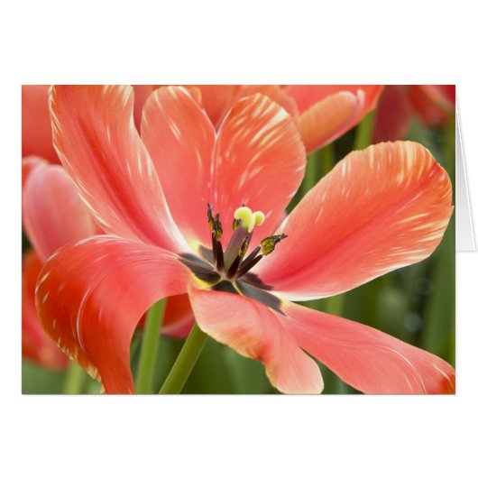 Orange Tulips Closeup Cards (Front Horizontal)